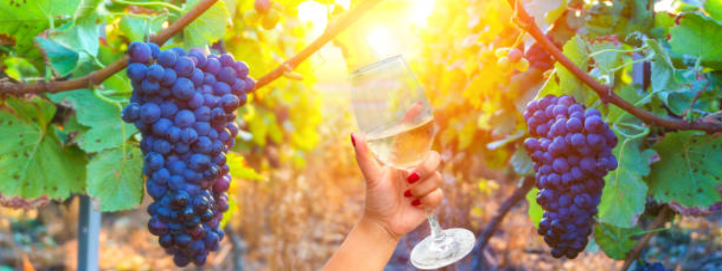 Top-Rated Paso Robles Wine Tours | Bakersfield Limousine & Transport